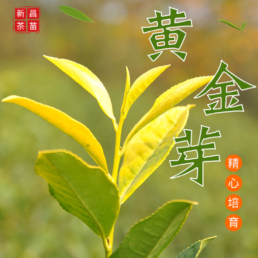 新昌县 黄金芽茶苗 正宗安吉黄金芽茶苗 基地直销一年生