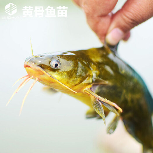 佛山黄颡鱼苗 黄骨鱼苗 黄颡水花 黄辣丁苗 淡水鱼苗鱼春苗