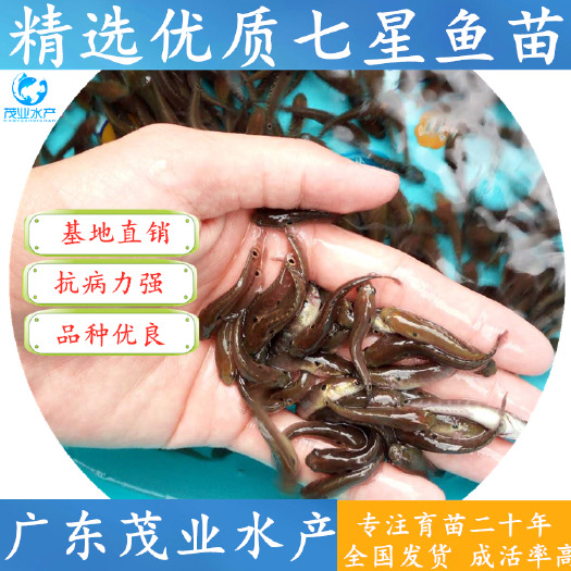 高州市 花星鱼苗繁育基地 山斑鱼苗专业品质