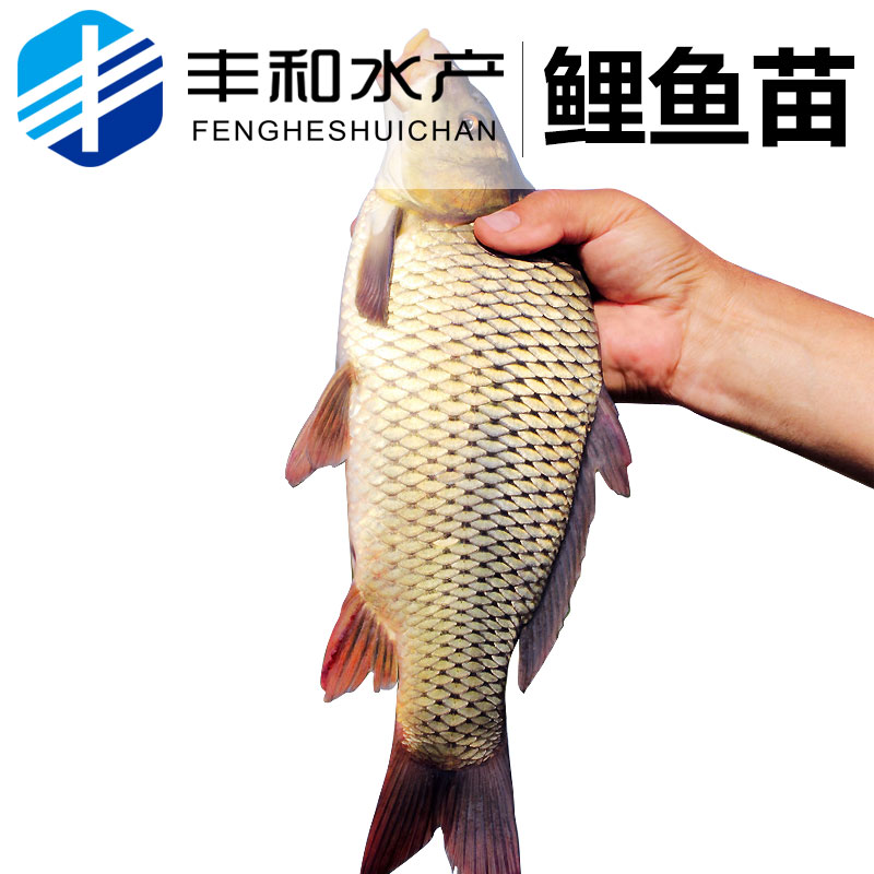 佛山鲤鱼苗 【低价供应】大量出售优质 放生鱼 淡水鱼活体