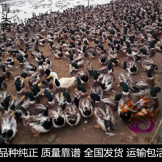 广州 青头鸭苗，大种麻鸭苗，青头鸭苗，四点花麻鸭苗，60天6斤半