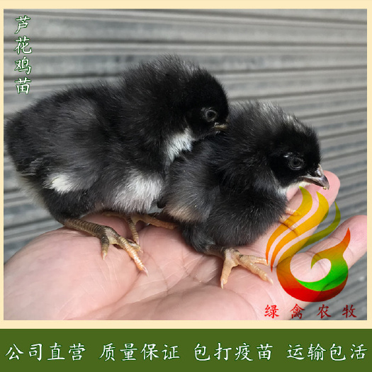 广州 黑芦花鸡苗-汶上黑芦花鸡苗-纯种芦花,质量好,诚信经营