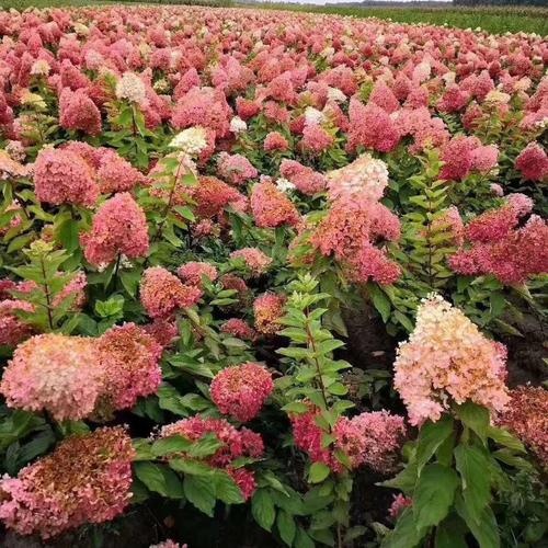 开原市辽宁 木绣球 大花水桠木 绣球小苗