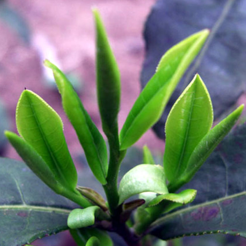 绿茶树苗 乌牛早茶苗 浙江龙井绿茶苗 基地直销一年生扦插苗