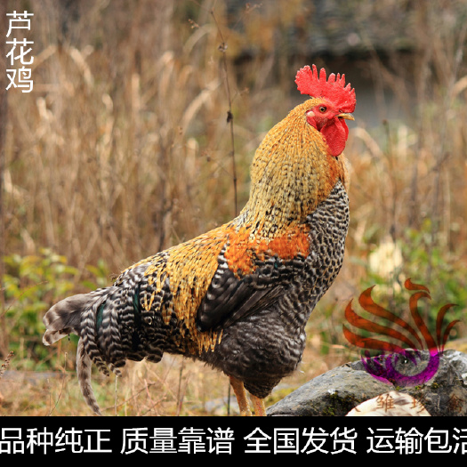 广州 芦花鸡苗，中速红芦花鸡苗。