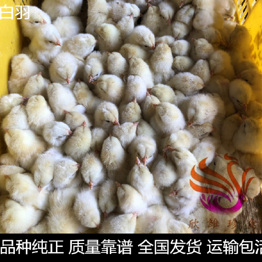 广州 白羽鸡苗，小种白鸡苗，全白羽江西鸡苗