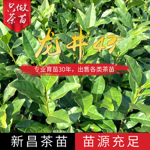 新昌县 龙井43号茶苗 浙江基地直销龙井系列绿茶茶树苗