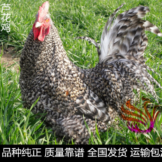 广州 芦花鸡苗，黑芦花鸡苗，白芦花鸡苗，红芦花鸡苗，金芦花鸡苗。