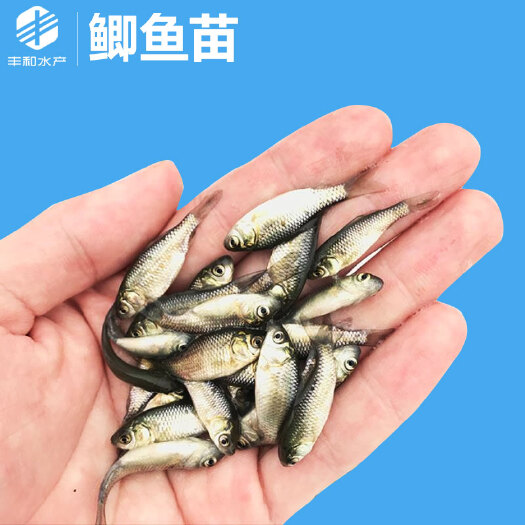 佛山 苗场直售 鲫鱼苗 中科三号鲫鱼苗 东北鲫 鱼苗