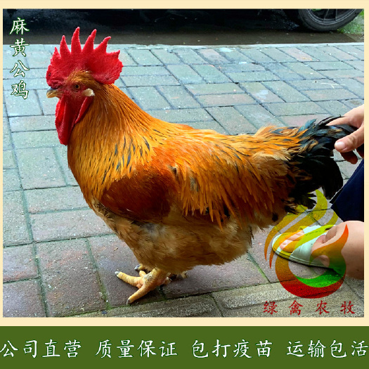广州K9鸡苗  麻黄鸡苗-K9麻黄鸡苗-882红麻鸡苗-公司直营-值得信赖