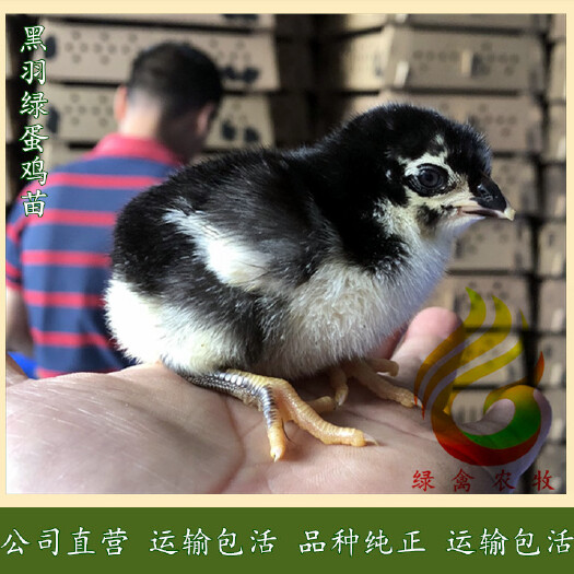 广州 黑羽绿壳蛋鸡苗-红冠高产绿壳蛋鸡苗-年产蛋260枚,绿壳高