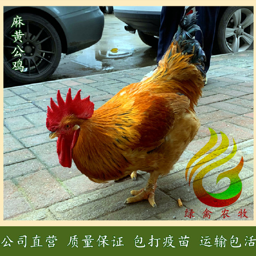 广州K9鸡苗  新广901，新广K902，大种麻黄鸡苗，90天7斤，品质保证