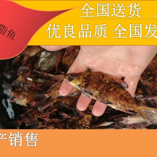  [批发】鱼苗批发。量大从优、基地直供、免费送货上门。