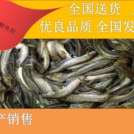 大口鲶鱼 [批发】大口鲢苗。量大从优、基地直供、免费送货上门。
