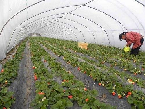 泊头市玻璃温室大棚 连栋温室大棚  食用菌温室大棚