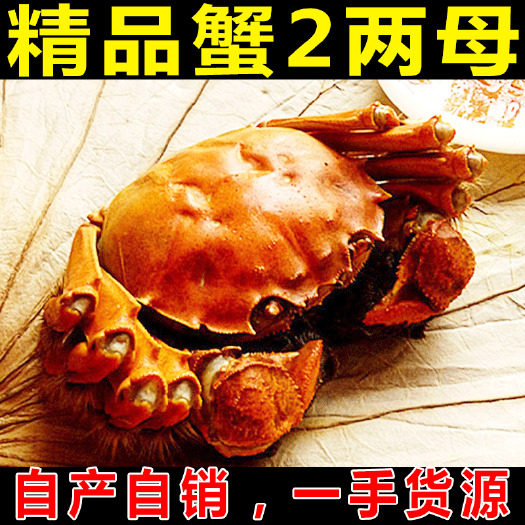 泗洪县 洪泽湖大闸蟹，螃蟹，2两母蟹