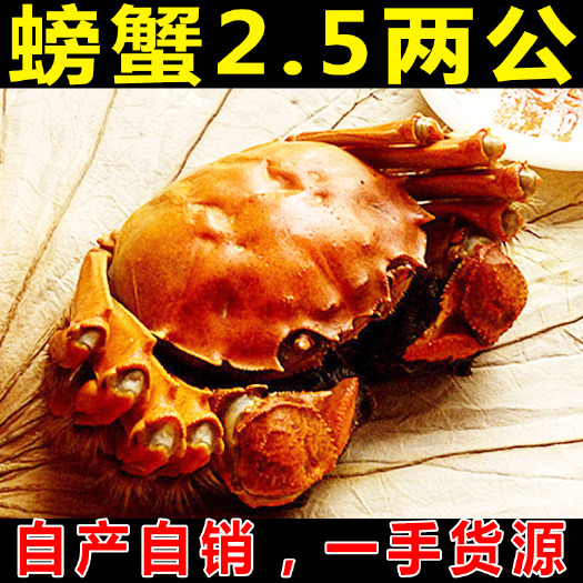 泗洪县 大闸蟹，螃蟹，塘蟹，洪泽湖大闸蟹2.5两公蟹