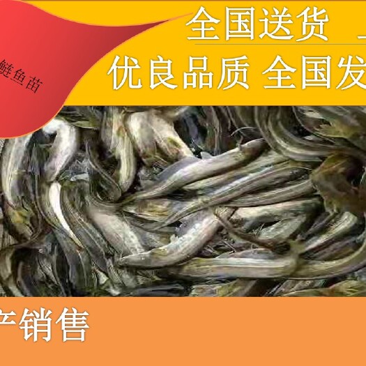 凤庆县大口鲶鱼 [批发】大口鲢苗。量大从优、基地直供、免费送货上门。