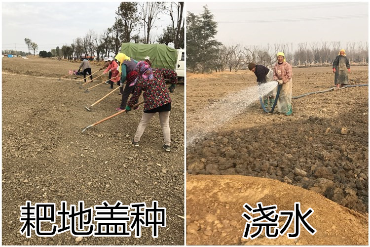  草坪种子四季青草籽庭院耐寒耐踩狗牙根高羊茅百慕大护坡绿化种籽