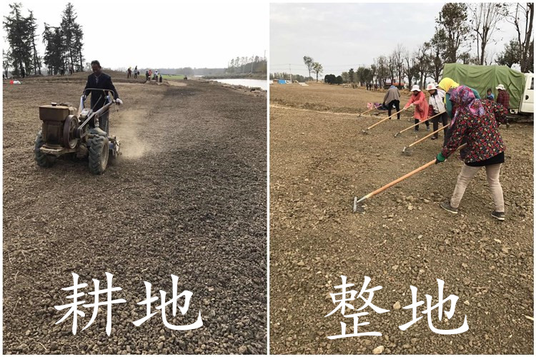  草坪种子四季青草籽庭院耐寒耐踩狗牙根高羊茅百慕大护坡绿化种籽