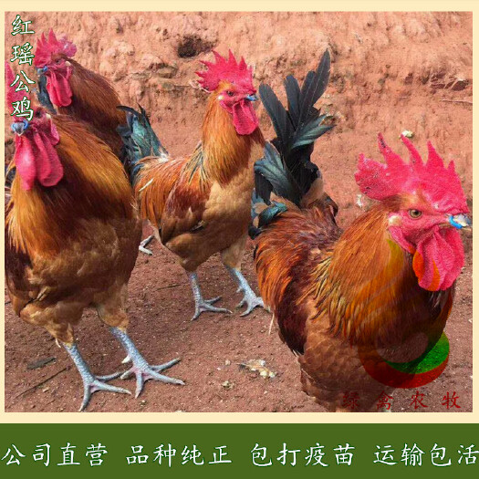 广州 红瑶公鸡苗-大种红瑶土鸡苗-青脚大红公鸡苗-诚信经营品质好