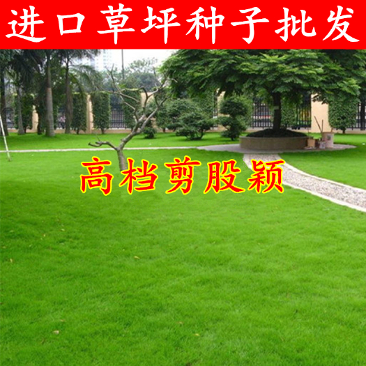 草坪种子 高档匍匐剪股颖高尔夫别墅草坪草籽免修剪四季常青耐寒草种子
