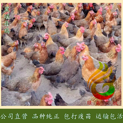 广州 黑-血毛土鸡苗-大种黑瑶公苗-冠大毛红肉质好