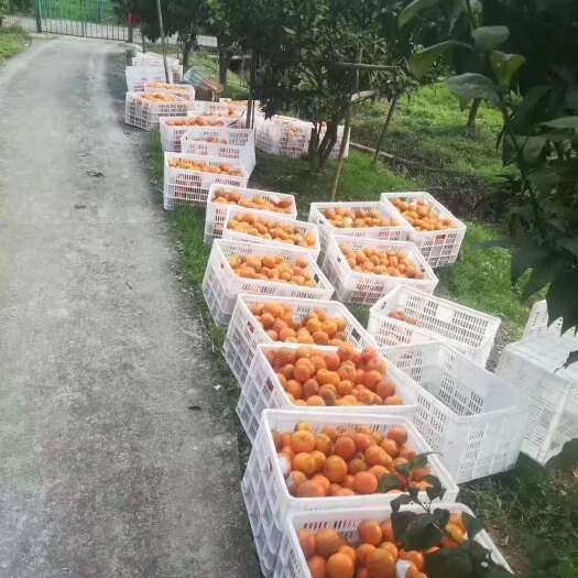 重庆市 塑料筐水果筐熟胶塑料周转筐花椒筐厂家直销质量好加厚耐摔