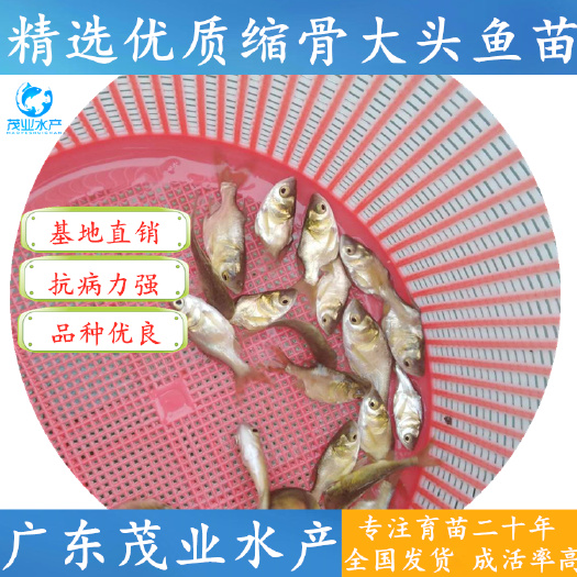 广州 【精选】缩骨大头鱼苗 仙骨鱼苗 缩骨鳙鱼鱼苗 官方推荐√