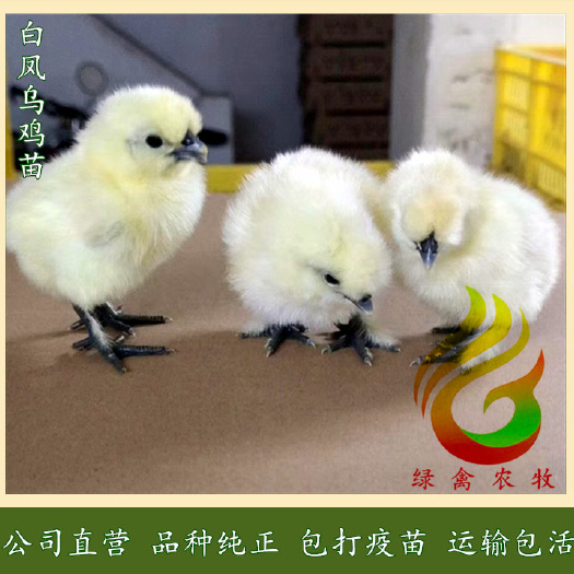 广州 竹丝鸡苗-竹六-竹七-竹五乌鸡苗-全国可发货-质量好诚信经营