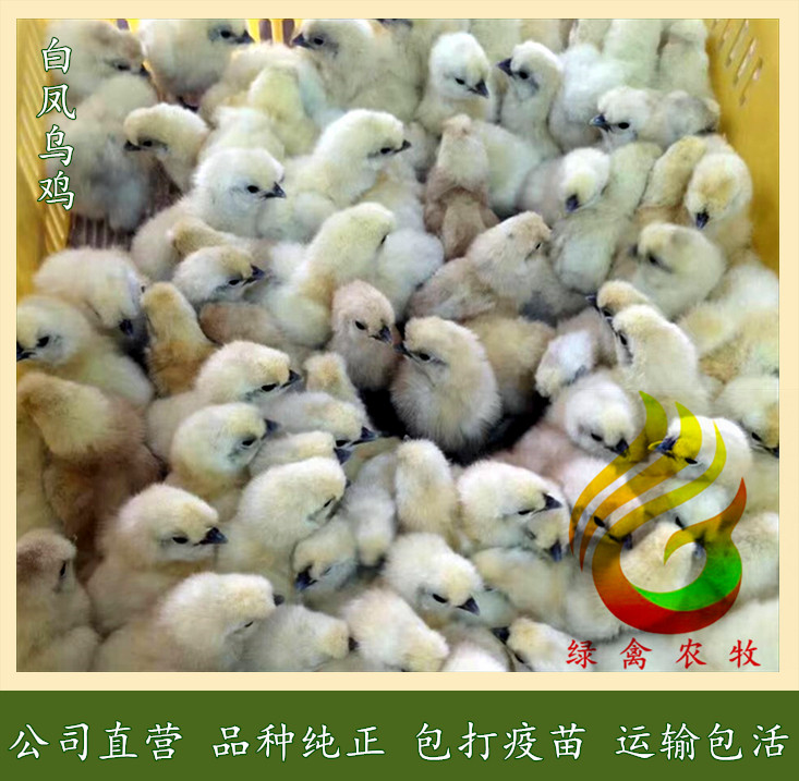  白凤乌鸡苗--竹六乌鸡苗-竹七乌鸡苗-运输包健康