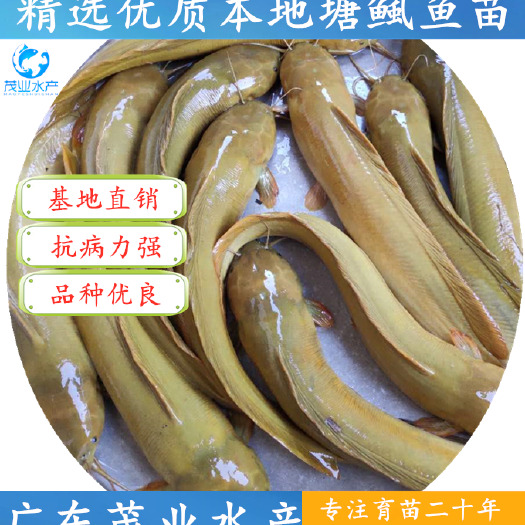 高州市 【精选】本地塘虱鱼苗 土塘鲺鱼苗 专业苗场