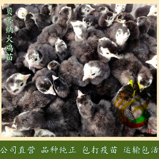 广州 黑火鸡苗-贝蒂纳火鸡苗-小型火鸡苗-品种好,诚信经营