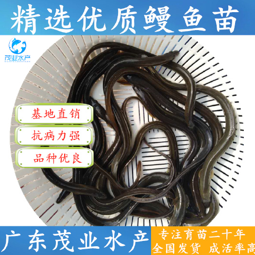 广州 【精选】白鳝苗 鳗鱼苗 美洲鳗鱼苗 苗 官方推荐√