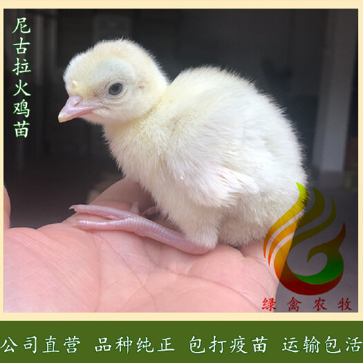 广州 尼古拉火鸡苗-大型火鸡苗-白火鸡苗-公成年50斤,母35斤
