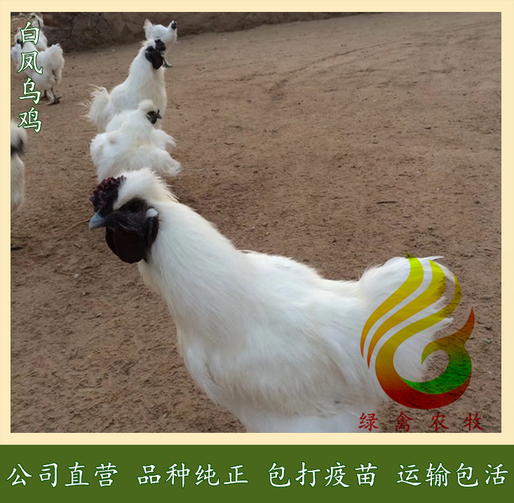  白凤乌鸡苗--竹六乌鸡苗-竹七乌鸡苗-运输包健康