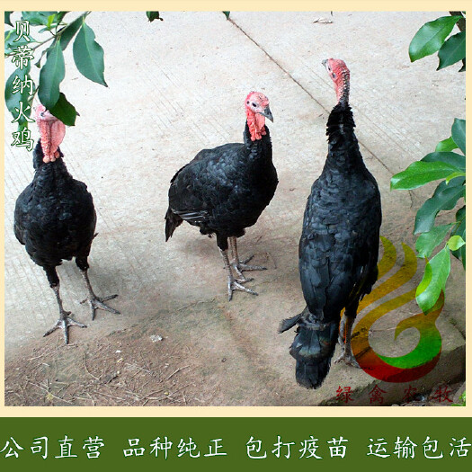广州 贝蒂纳火鸡苗-黑火鸡苗-轻型火鸡苗-品种好-可达15斤