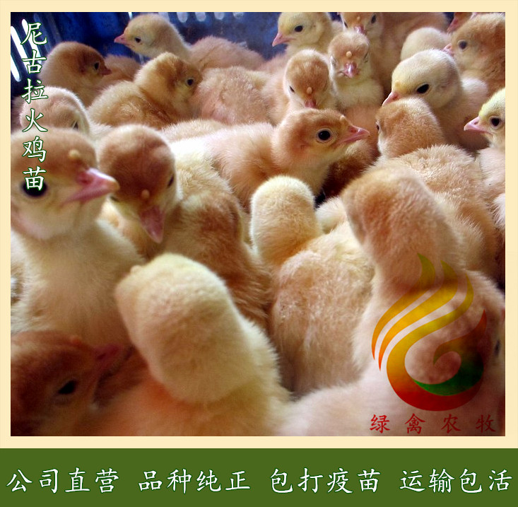广州 苗-大型火鸡苗-成年50斤-白火鸡苗-诚信经营