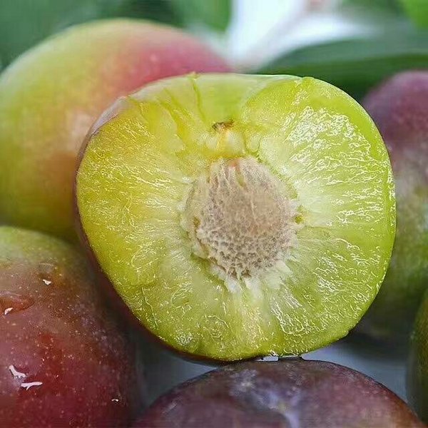 半边红李子 屏山县茵红李、五月脆产地直供  基地批发