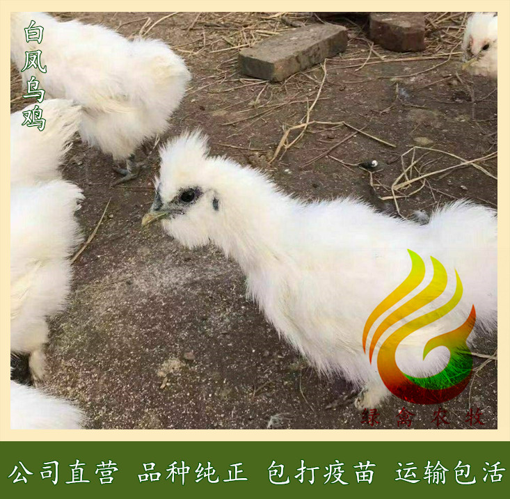  白凤乌鸡苗--竹六乌鸡苗-竹七乌鸡苗-运输包健康