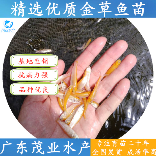 高州市 【精选】俄罗斯金草鱼苗 金丝鲩鱼苗 官方推荐√