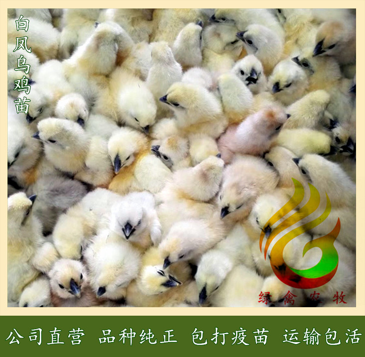 白凤乌鸡苗--竹六乌鸡苗-竹七乌鸡苗-运输包健康