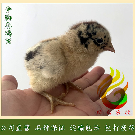 广州 快大青脚麻鸡苗-天府青脚麻鸡苗-90天7斤-冠大毛红质量好