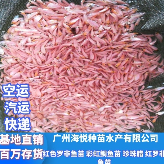 广州 良种红色罗非鱼苗 彩虹鲷鱼苗 珍珠腊 福寿鱼苗 红罗非鱼苗