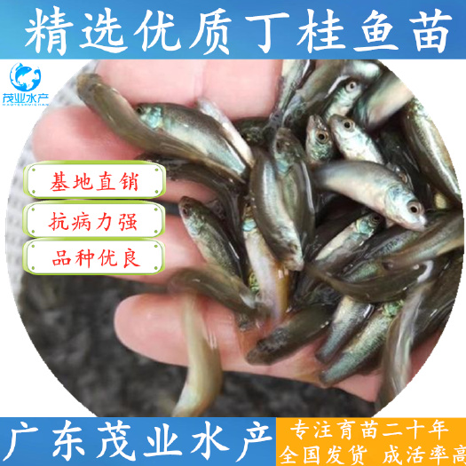 广州 【精选】丁桂鱼苗 金岁鱼苗 欧洲丁贵鱼苗 官方推荐√