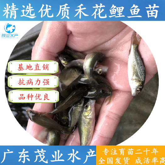 广州 【精选】禾花鲤鱼苗 稻田养殖 品种优势 官方推荐√