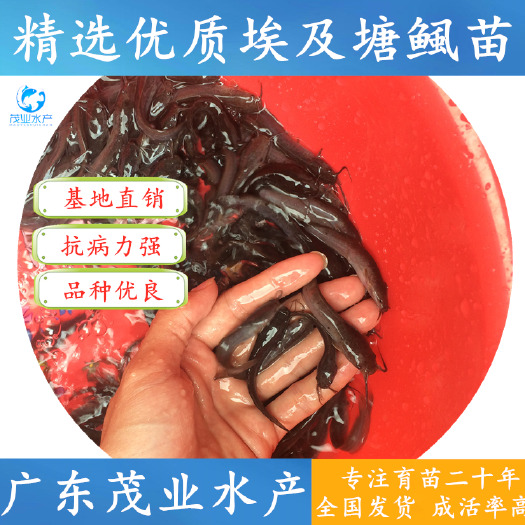 高州市 【精选】埃及塘鲺鱼苗 快大种埃及鱼苗 官方推荐√