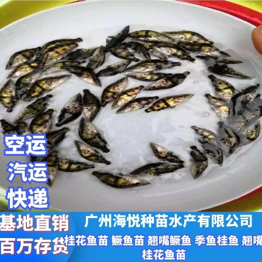 广州 桂花鱼苗 鳜鱼苗 翘嘴鳜鱼 季鱼桂鱼 鳌花鱼苗 翘嘴桂花鱼苗