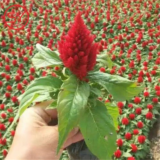 青州市 绿叶鸡冠花种植基地 红叶鸡冠花价格 鸡冠花培育