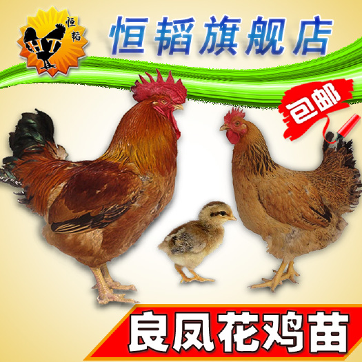 南宁 良凤花鸡苗大种肉鸡活体小鸡苗批发土鸡种苗养殖狮头鹅火鸡鸭